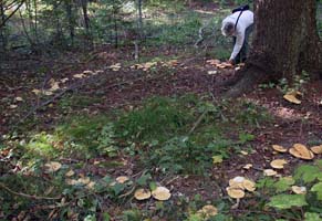 Leucopaxillus albissimus var. lutea.